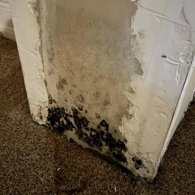 Professional Mold Removal in Branch County, MI